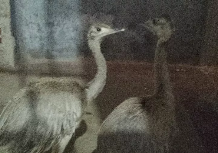 Rescataron pichones de ñandú en Huincá Renancó