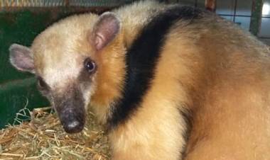Rescataron una osa melera que apareció en Cruz del Eje