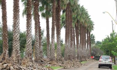 Limpieza y poda de palmeras en Loteo Los Palmares y Altos del Prado
