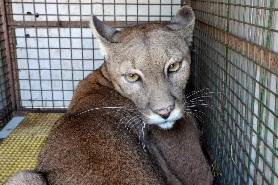 Trasladaron dos pumas desde Morteros hacia una reserva natural