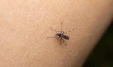 Se sostiene la baja de casos de dengue en la provincia