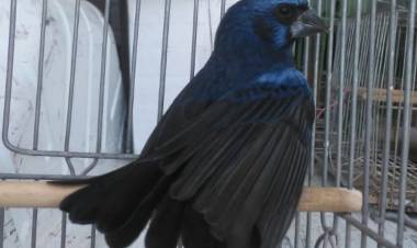 Policía Ambiental recuperó aves en cautiverio en Pampayasta Sud