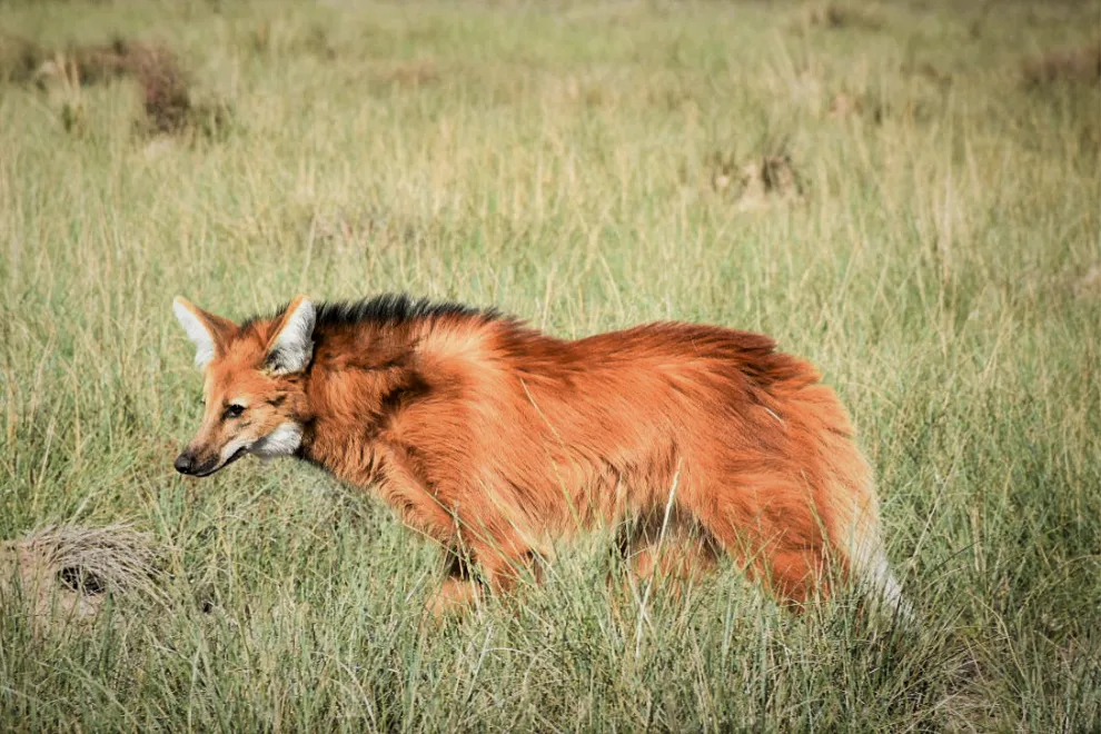 Un aguará guazú rescatado en Río Cuarto fue restituido a su hábitat natural
