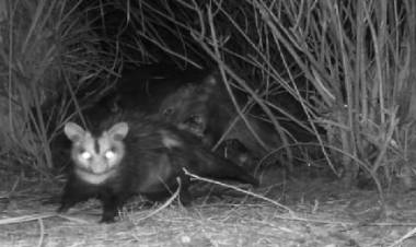  Instalaron «cámaras trampas» en la la Reserva Natural Laguna La Felipa