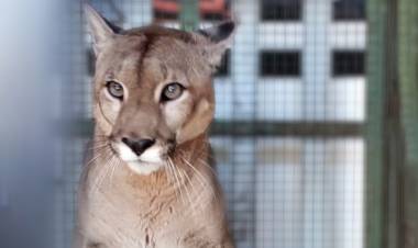Rescataron un puma del cautiverio en Villa Santa Rosa de Río Primero