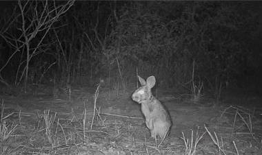 Detectan la presencia de ejemplares de Tapeti en el noreste