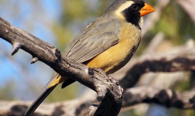 Policía Ambiental rescató 396 aves que se transportaban a Buenos Aires