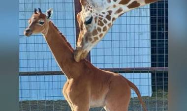 Una extraña jirafa bebé nace sin sus manchas características