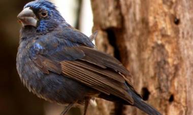 Charbonier: se rescataron aves del cautiverio