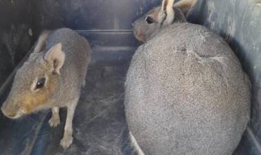 Policía Ambiental rescató 18 ejemplares de fauna silvestre del cautiverio en Cruz del Eje