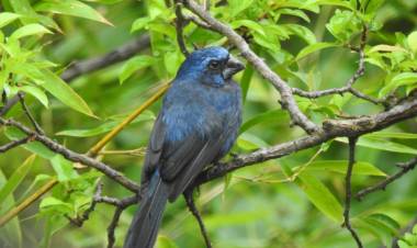 Se rescataron aves del cautiverio en El Fuertecito