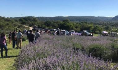 Los Reartes: Confirman para el 19 de enero la Fiesta de la Cosecha de Lavanda