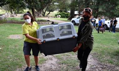 Ambiente trasladó tres monos rescatados del cautiverio ilegal