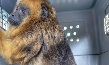 Rescataron una mona carayá de 18 años en Pozo del Molle