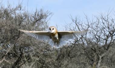 Más aves libres: 21 ejemplares silvestres regresaron a la naturaleza en La Calera