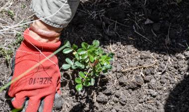 Ambiente presentó el protocolo de acciones para la Restauración Ambiental posfuego