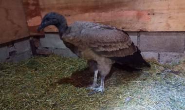 Rescatan una hembra de cóndor andino lastimada y la trasladan al Tatú Carreta
