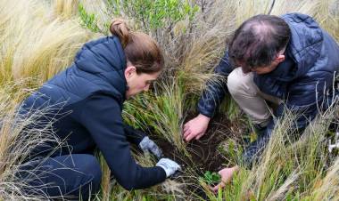 Bosques de Tabaquillo: Forestan con más de 2.000 ejemplares en Pampa de Achala