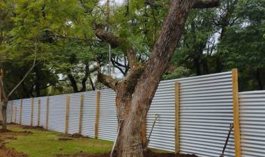 Reubican árboles por las obras en la Plaza Cívica