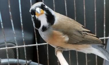 San Alberto: Policía Ambiental allanó cuatro viviendas y recuperó fauna silvestre