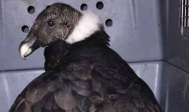 En Salsacate, Policía Ambiental rescató un cóndor con una lesión en un ala