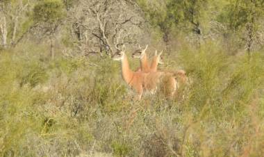 Declaran monumentos naturales provinciales a ocho especies animales