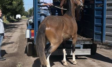 La Guardia Local junto a la dirección de Ambiente retuvieron dos caballos sueltos en la vía pública