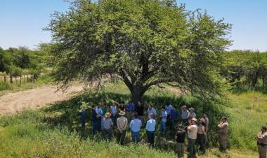 Córdoba, La Pampa y San Luis firmaron un convenio para proteger el Caldén, especie única en el mundo