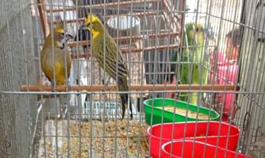 La Policía Ambiental allanó viviendas en Villa Parque Santa Ana y secuestró más de 70 aves silvestres