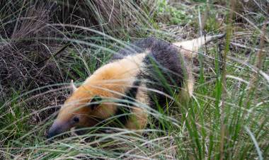 La Policía Ambiental realizó una importante liberación de fauna silvestre en el departamento Pocho