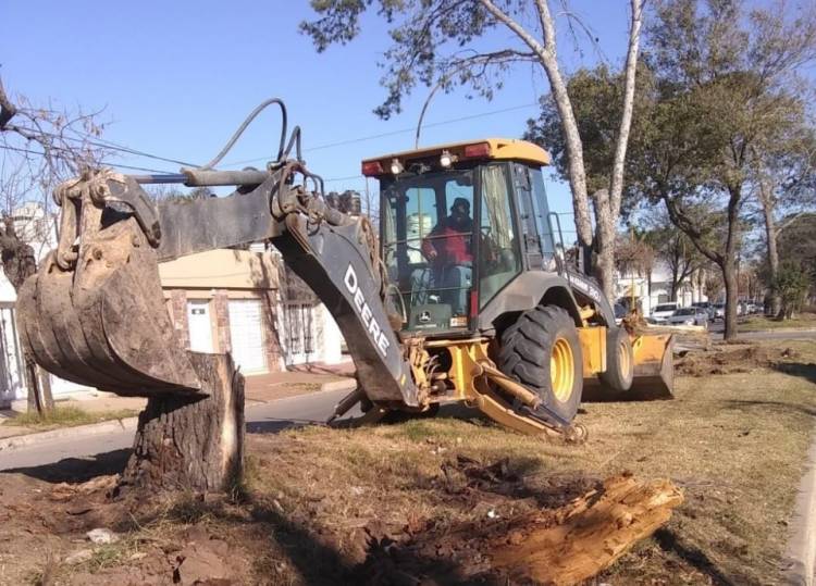 El municipio remueve y extrae ejemplares secos en accesos a la ciudad 