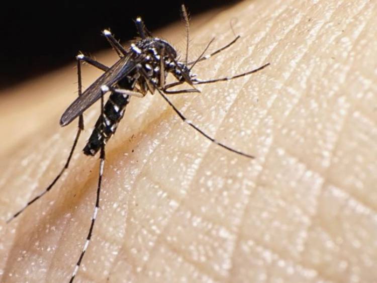 Dengue: “Este es el momento de prevenir”