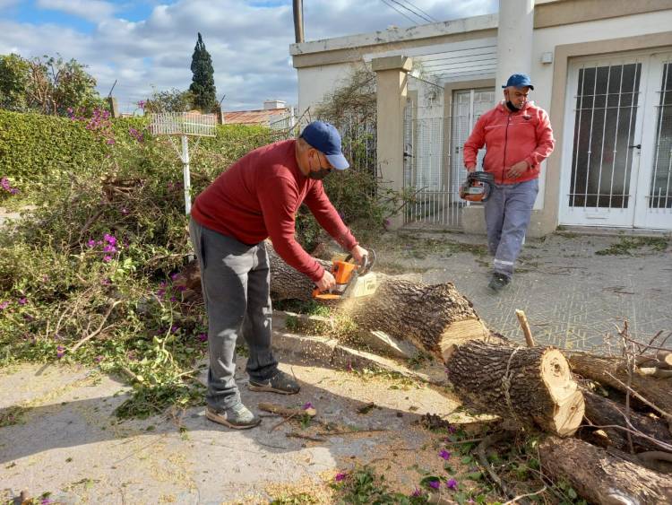 Servicios Públicos intervino ante la caída de árboles por los intensos vientos