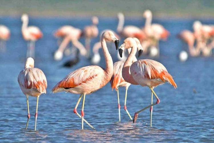 Avanza el proceso para crear el parque nacional Ansenuza
