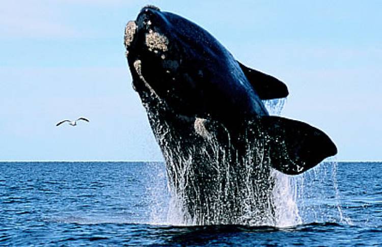 La ballena franca austral, bajo amenaza por el calentamiento de los océanos
