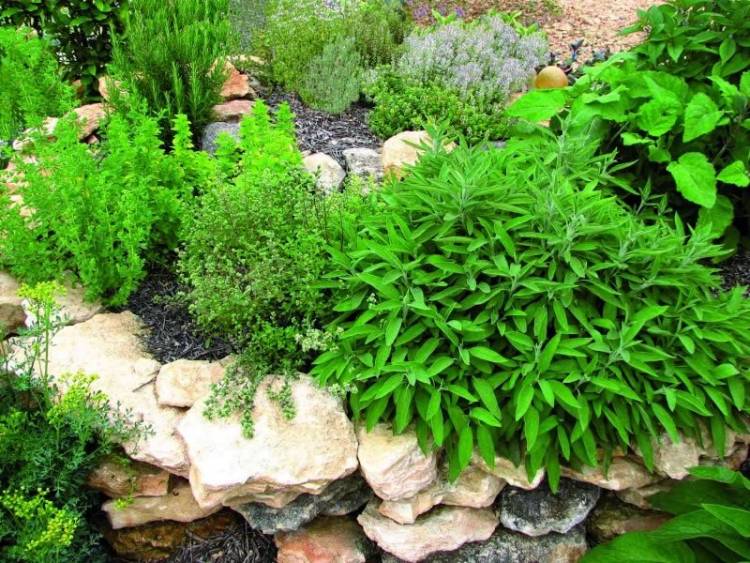 Aromáticas: ¿cuándo es el momento perfecto para cosecharlas?