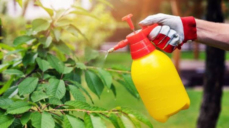 Todos los beneficios del vinagre de manzana en el jardín