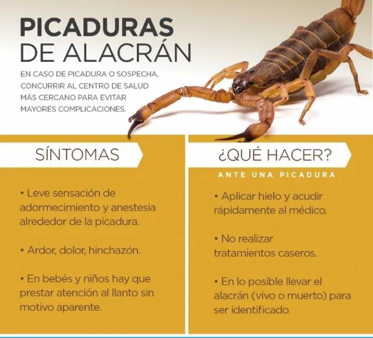 Consejos ante picaduras de alacranes e insectos ponzoñosos