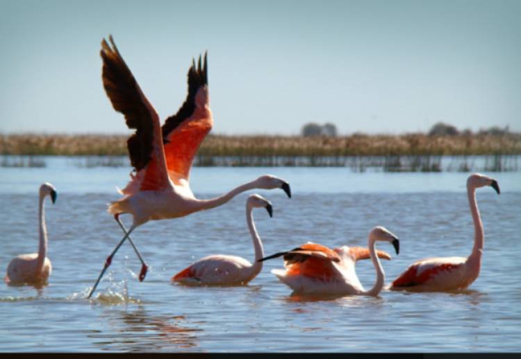 La Provincia federalizará la gestión de las diferentes áreas naturales protegidas