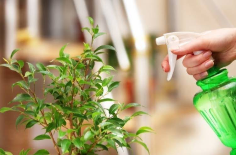 Agua oxigenada, un excelente fertilizante para el jardín