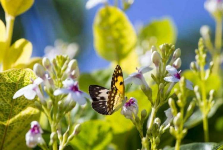 Llena el jardín de color, 4 plantas para poner a pleno sol