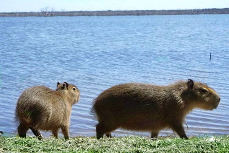 Liberaron dos carpinchos en la represa El Chañar