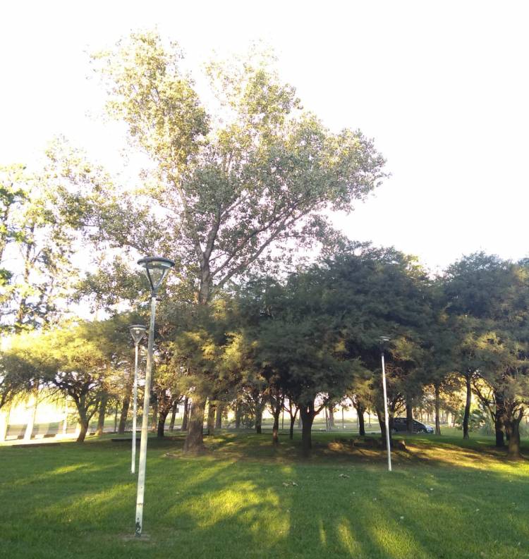 Bosquecillo de UTN San Francisco llevará el nombre "Héroes de Malvinas"