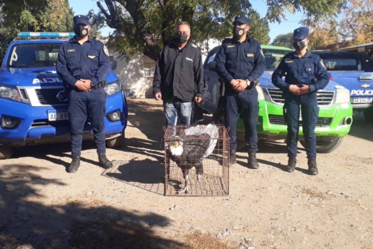 Encontraron un cóndor andino en el Valle de Traslasierra