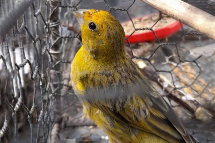 Policía Ambiental rescató 51 aves silvestres cautivas en tres localidades cordobesas