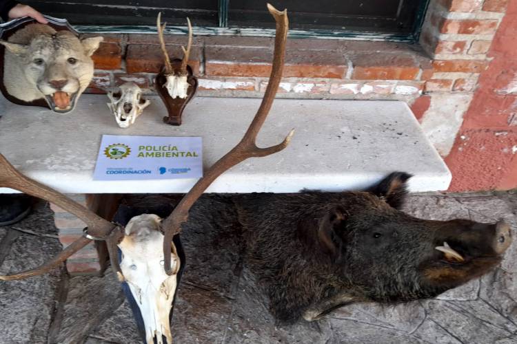 Policia Ambiental secuestró subproductos de caza en zona rural de Los Cisnes