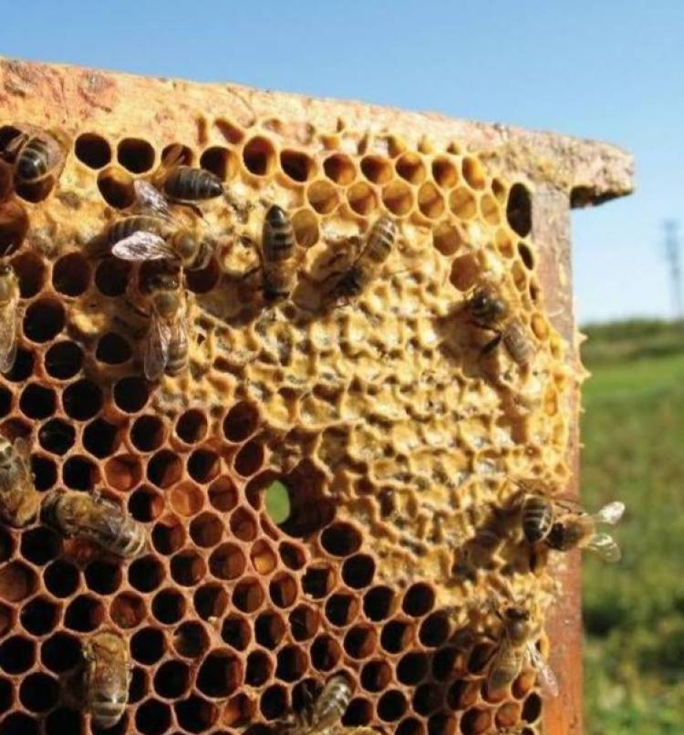 Por el Día del Apicultor, actualizan datos sobre la producción de miel en Córdoba