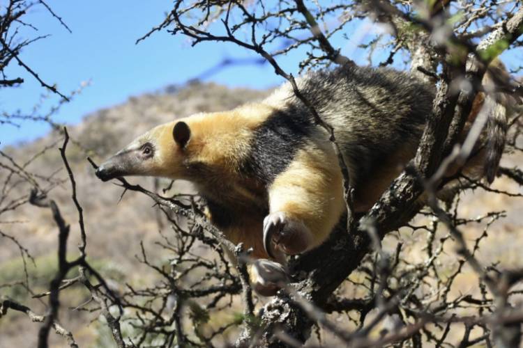 Regresan a su habitat natural a 7 animales silvestres rescatados del cautiverio