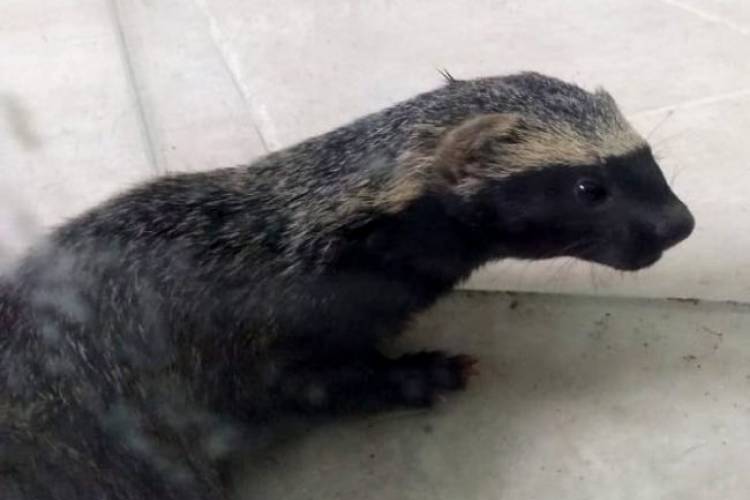 Rescataron un hurón encontrado en Alejo Ledesma