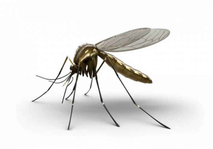 Emiten recomendaciones para evitar casos de dengue, chikungunya y zika